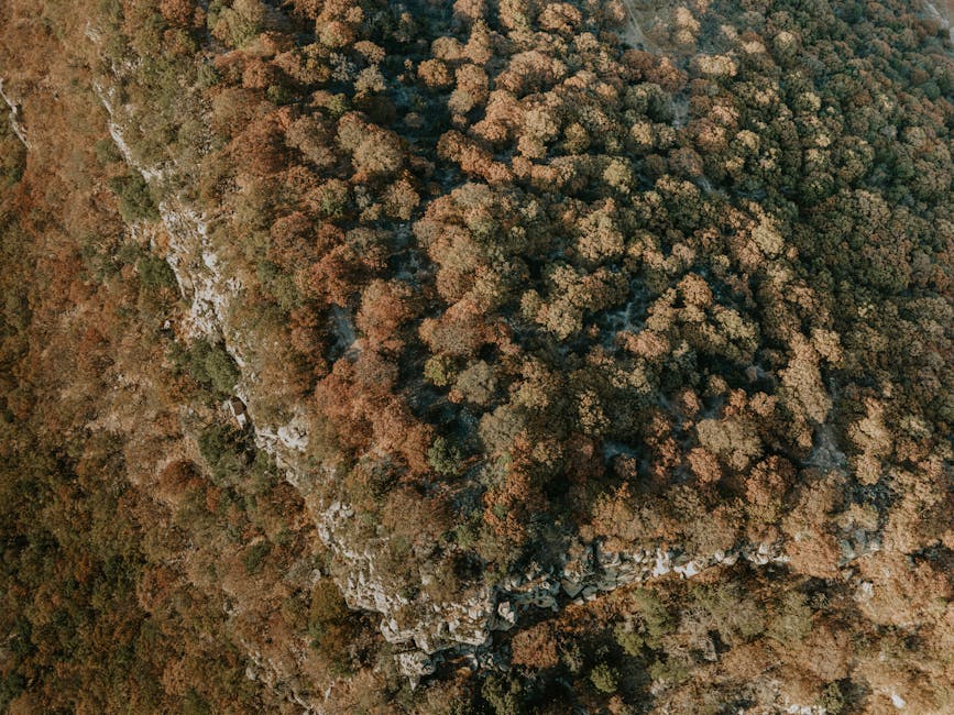 Aerial view of lush forest